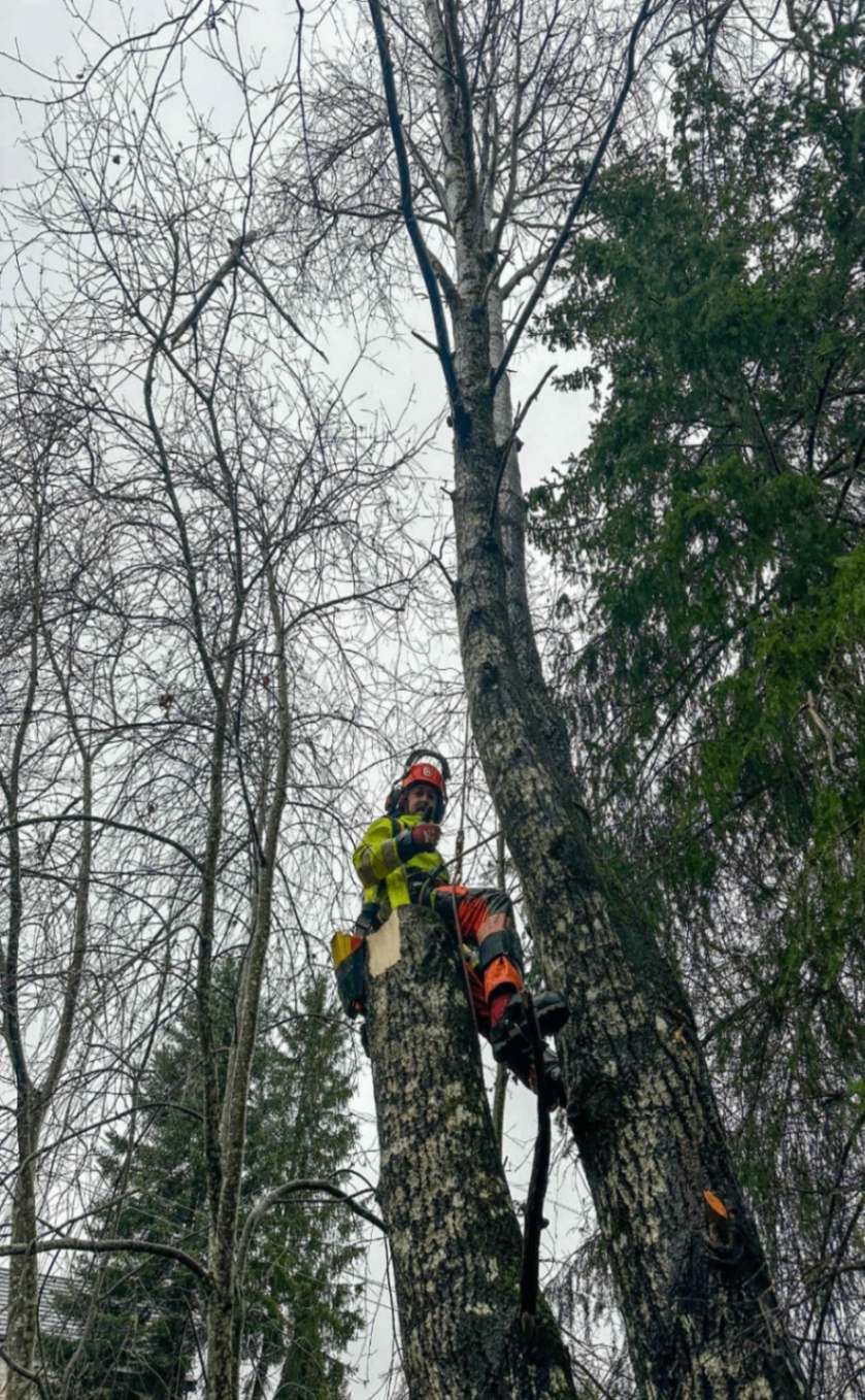 Trefelling og klatring i krevende terreng